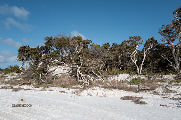 L1001454