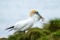 Gannets at Bempton