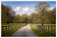 Country Lane