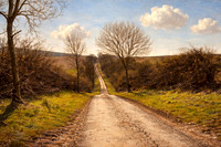 Sunlit Lane