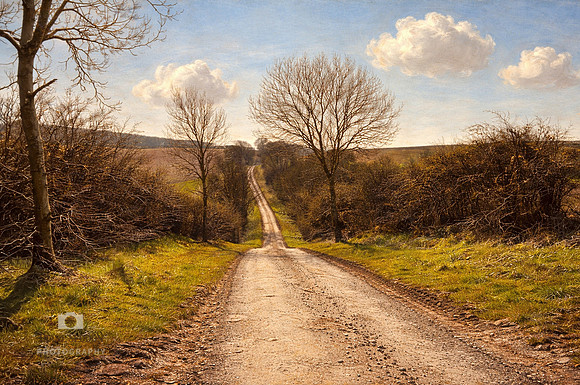 Sunlit Lane