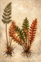 Ferns