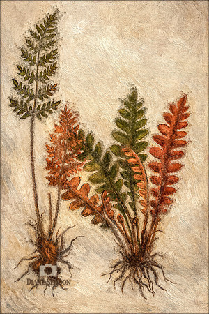 Ferns